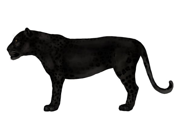 drawingbigcats_1-8_black_panther_leopard