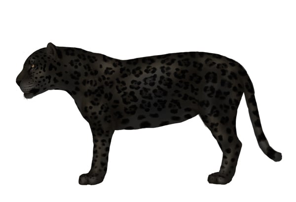 drawingbigcats_2-8_black_panther_jaguar