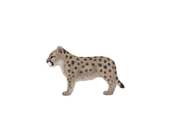 drawingbigcats_3-7_cougar_cub