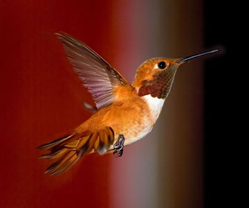 high speed photography