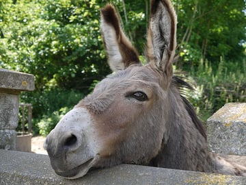 Panasonic Lumix G10 Review