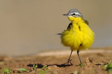 Bird Photography