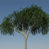 Designing and Animating a Birch Tree in Maya using Paint Effects