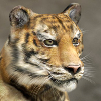 ¡72 magníficos tutoriales de Maya!