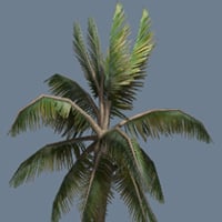 Speedtree zu UDK: Erstellen einer Palme in Speedtree und Importieren in UDK