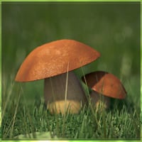 Creating A Mushroom Macro Render - Part 3