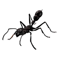 Usando Ant para construir una biblioteca de JavaScript