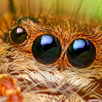 A Poor Man's Guide to Budget Macro Photography