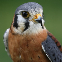 Special Effect Filters: Multivision, Close-Up, Sepia & Infrared