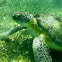 Underwater Photography Tips for Your Next Holiday