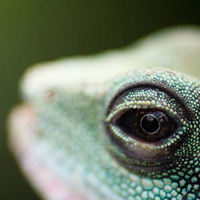 The Magic of Wide Apertures: Technique, Lenses & Settings