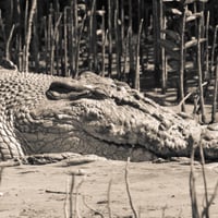 Quick Tip: 2 Split Toning Techniques in Adobe Photoshop