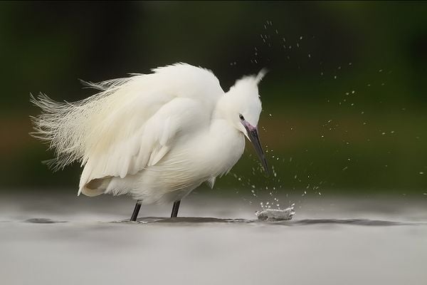 Bird Photography