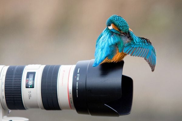 Bird Photography