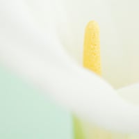 Step By Step: Taking Beautiful High Key Photos of Flowers