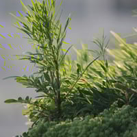 Entendiendo los factores que afectan la profundidad de campo