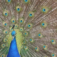 Quick Tip: The Rule of Thirds