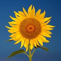 Using High Speed Sync Flash for Great Flower Photos