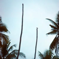 How to Take Tremendous Photos in the Tropics