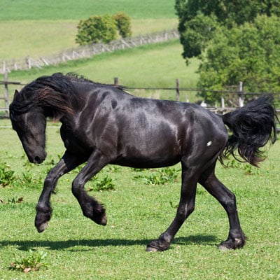 10 Cara Membuat Photoshop Bekerja Lebih Cepat di Mesin Anda