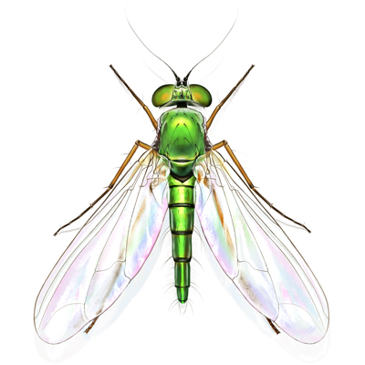 How to Create Super-Detailed Wildlife Illustrations