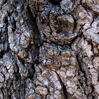 Más de 350 texturas de madera gratuitas y premium