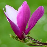 Consejo rápido: Usa la deformación de posición libre en Photoshop CS5 para ajustar tus imágenes