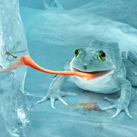 Create a Fictional Arctic Snow Frog in Photoshop