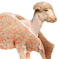 Photo Effects Week: Create a Lamb's Coat in Photoshop