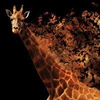 Cómo crear una ilustración digital de una jirafa musical