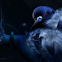 How to Create a Digital Illustration Using Birds