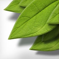 Cómo crear una hoja en 3D a partir de una fotografía con textura