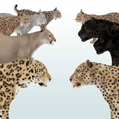 How to Draw Animals: Big Cats, Their Anatomy and Patterns - Part 2