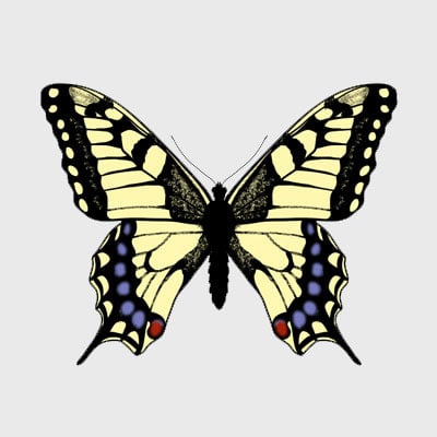 How to Draw Animals: Butterflies, Their Anatomy and Wing Patterns