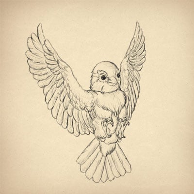 Как рисовать животных: птицы, их анатомии и как рисовать их