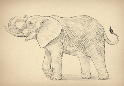How to Draw Animals: Elephants, Their Species and Anatomy