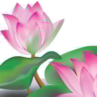 Crea una flor de loto con Adobe Illustrator CS5