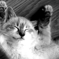 Quick Tip: Utilizing Normal Document Flow